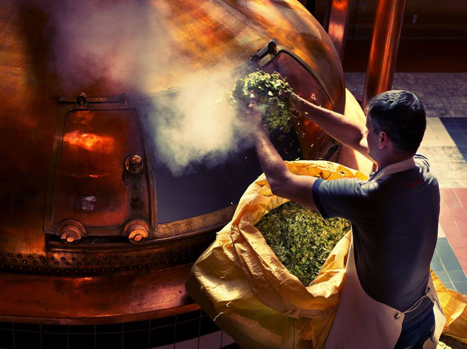 Hoa bia houblon đang được thêm vào trong quá trình sản xuất bia Bỉ